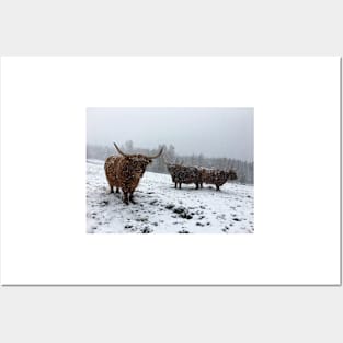 Scottish Highland Cattle Cows 2378 Posters and Art